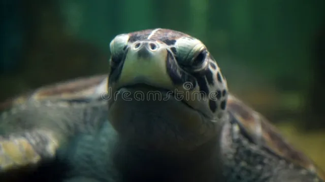 How Old is the Turtle at the Boston Aquarium? Discover Its Age and Fascinating Story!