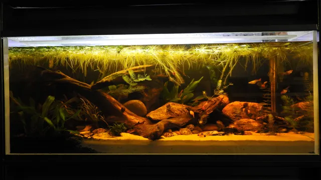 how old is your aquarium tank
