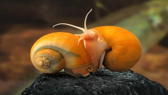 how ot tell if a aquarium snail is dead