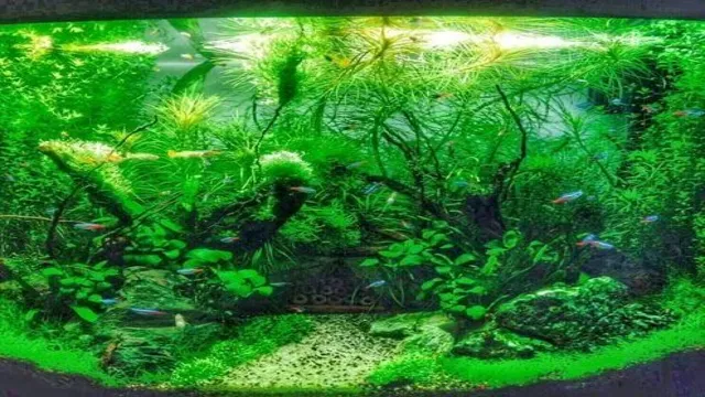 how planted aquariums was rk