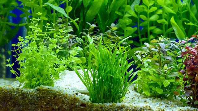 how plants in aquariums change ph