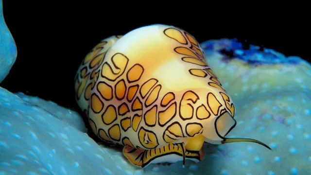 how quickly do aquarium snails reproduce