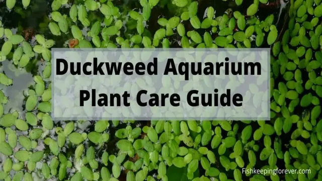 how quickly does duckweed grow aquarium