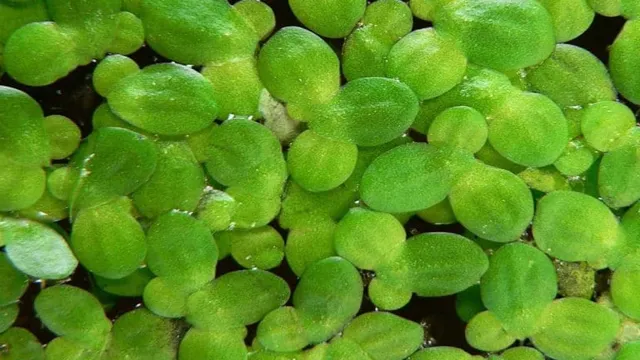 how quickly does duckweed grow in an aquarium