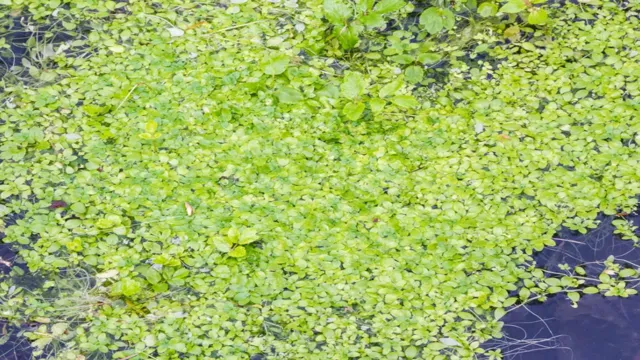 how quickly does duckweed grow in an aquarium