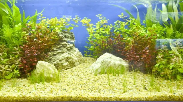 how quickly will algae establish in an aquarium