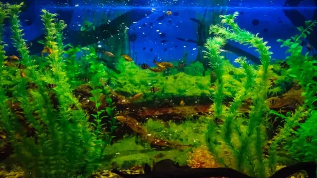 How to Raise pH in Aquarium: Effective Tips and Tricks for a Healthy Tank