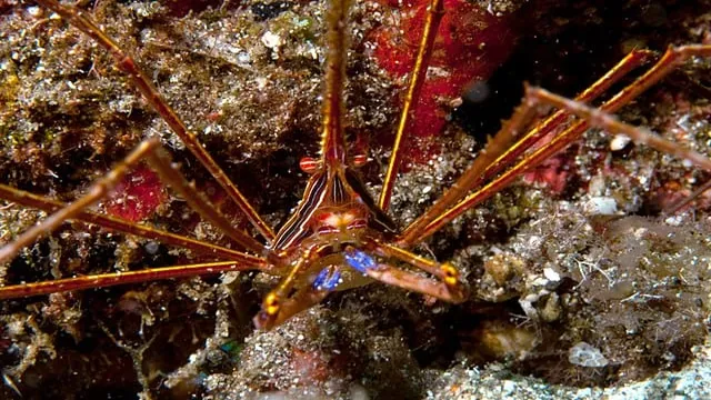 how safe is an arrow crab in reef aquariums