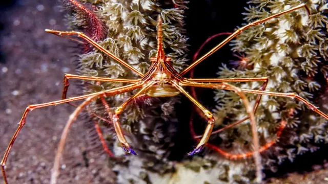 How Safe is an Arrow Crab in Reef Aquariums? Learn the Pros and Cons of Keeping These Crustaceans