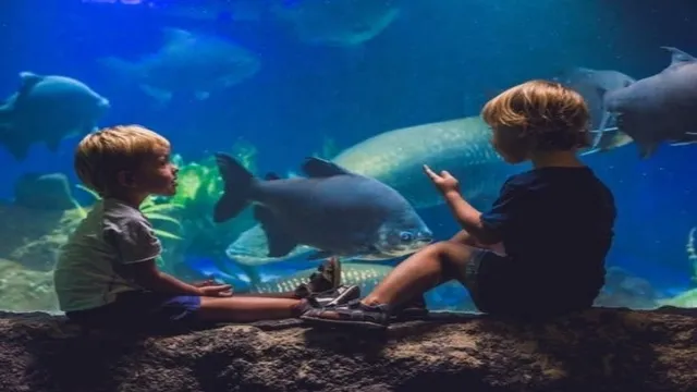 How Safe is Camden Aquarium: Expert Guide to Ensuring Your Family’s…