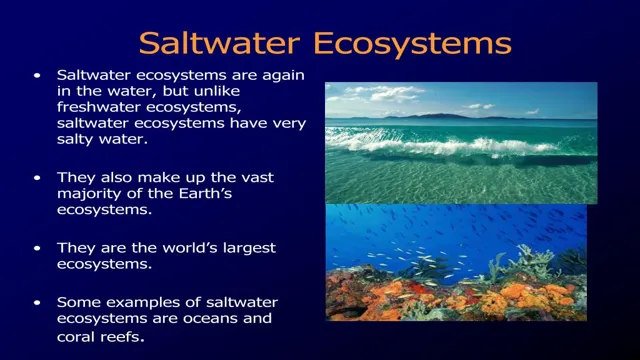 how saltwater aquarium ecosystem works