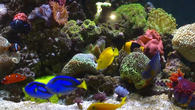 How Saltwater Aquarium Ecosystem Works: A Comprehensive Guide to Understanding Marine Life