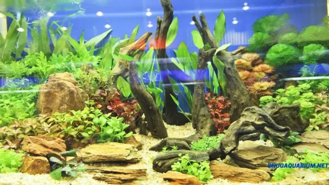 how separate dwarf lily aquarium