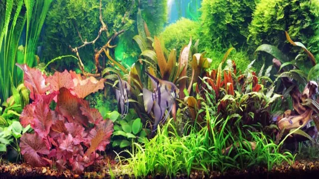 How to Separate Dwarf Lily Aquarium: A Step-by-Step Guide