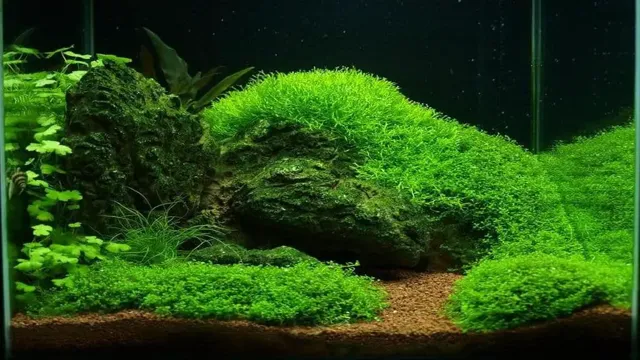 how short to trim aquarium moss