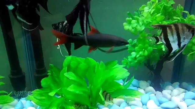 how should fish behave when introduced to new aquarium