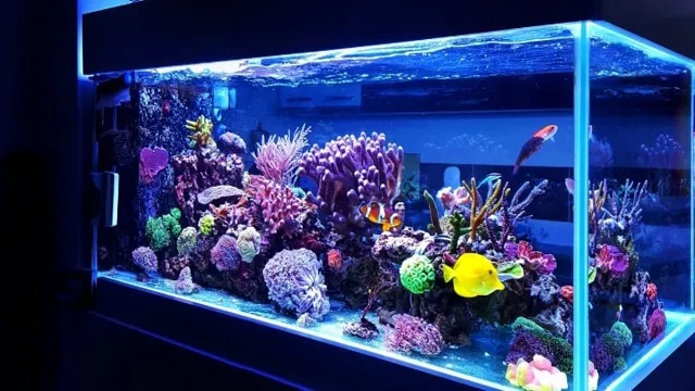 How Size Affects an Aquarium’s Weight: Complete Guide to Calculating Aquarium Weight