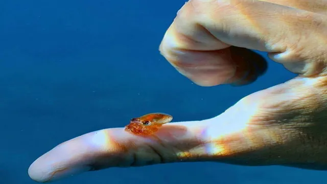 how small are baby octopuses in a saltwater aquarium