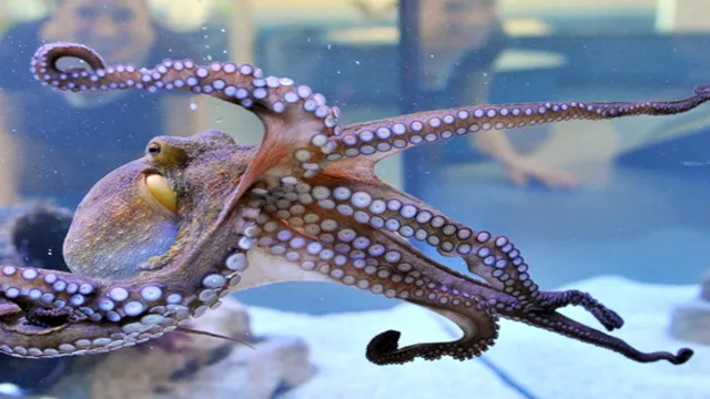 How Small Are Baby Octopuses in a Saltwater Aquarium: Exploring the Size and Care Guide