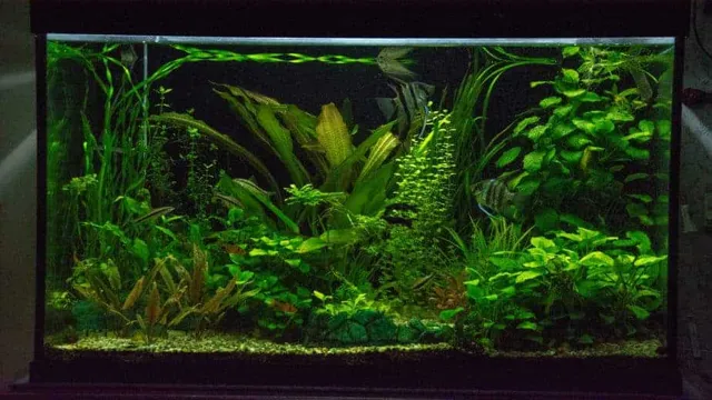 How Soon Can I Add Fish to My New Aquarium: Expert Tips and Recommendations