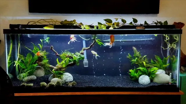 how soon can i add fish to planted aquarium