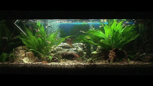 How Soon Can You Add Fish to an Aquarium? Tips and Guidelines