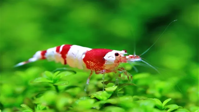 how soon can you add shrimp to a new aquarium