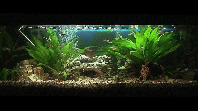 how soon can you put fish in a new aquarium