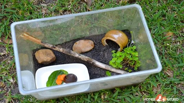 how soon can you put snails in a new aquarium
