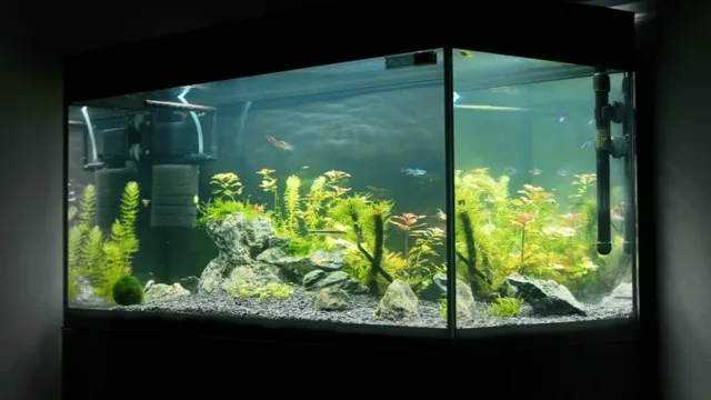 How to Sponge Filter Aquarium: A Comprehensive Guide