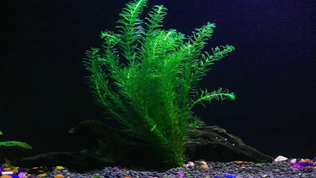 how t take care of plants in aquarium