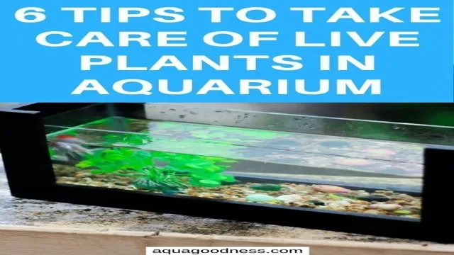 How to Take Care of Plants in Aquarium: A Comprehensive Guide for Beginners