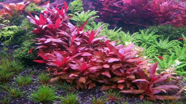 How Tall Does the Aquarium Plant Alternanthera Get: A Complete Guide to Its Growth Potential