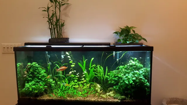 How Thick is a 55g Aquarium: A Comprehensive Guide to the Glass Thickness