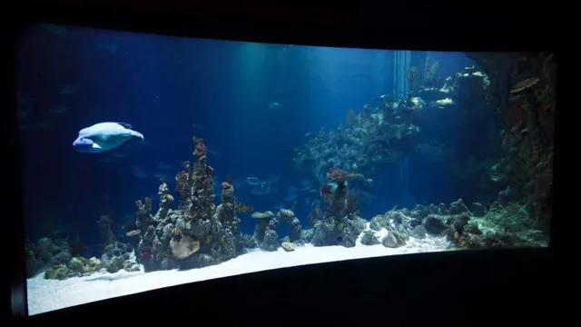 how thick is public aquarium glass