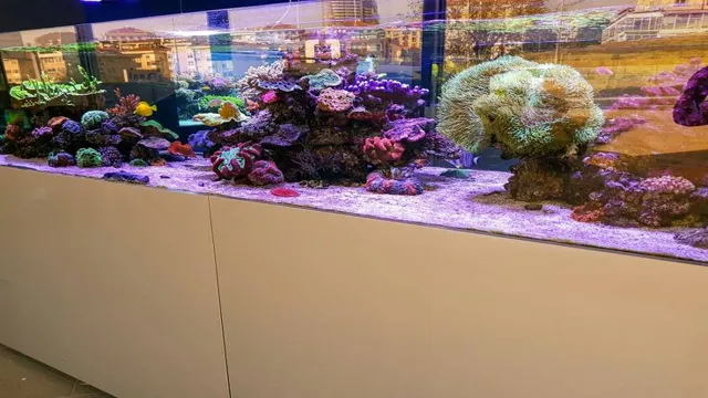 How Thick is a Saltwater Aquarium? Key Factors to Consider for Optimal Tank Health