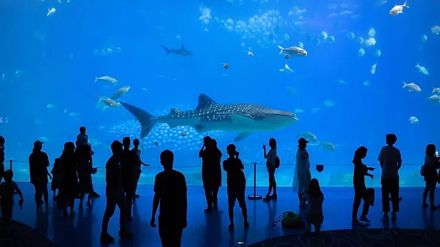how thick is seaworld aquarium glass
