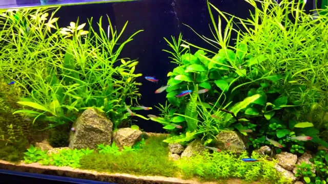 how thick should my substrate be for planted aquarium
