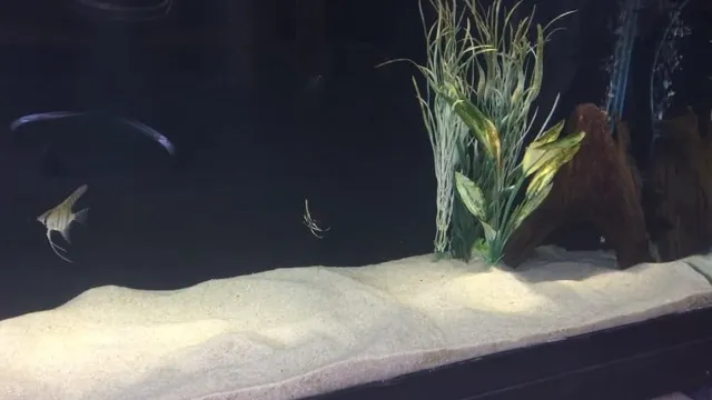 how thick should sand be in aquarium