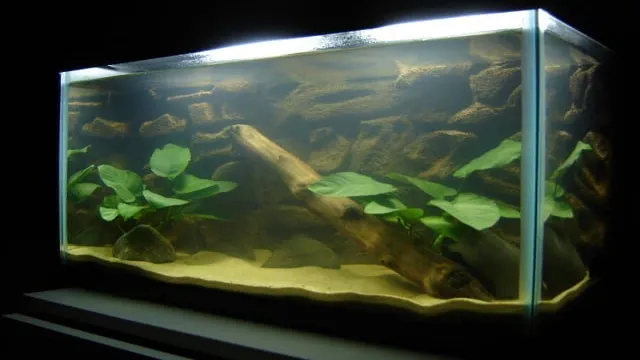 How Thick Should Sand be in Freshwater Aquarium: A Comprehensive Guide