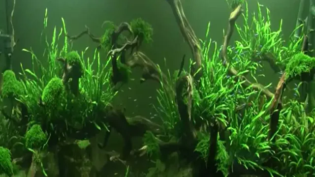 how thick should substrate cap be aquarium