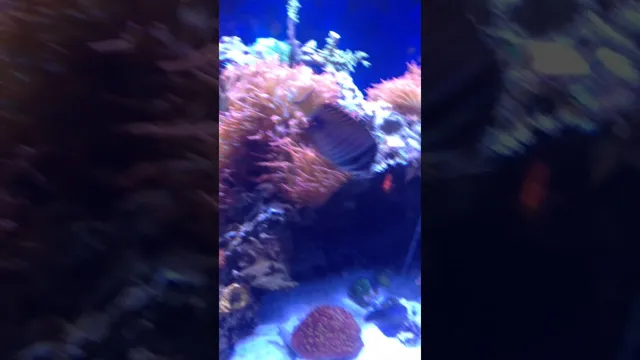 how tight should the aquarium lid be for eels