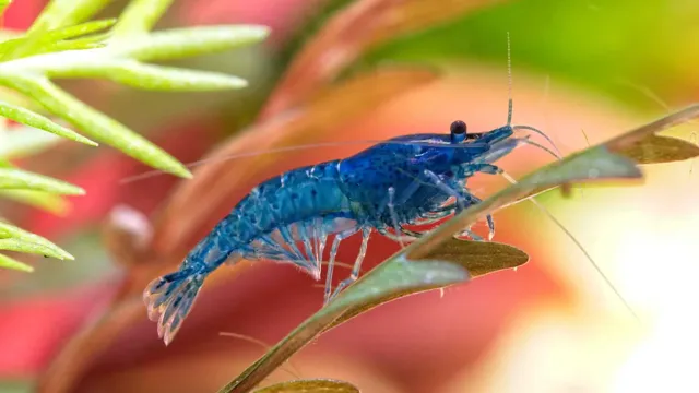 how to 5g freshwater shrimp aquarium