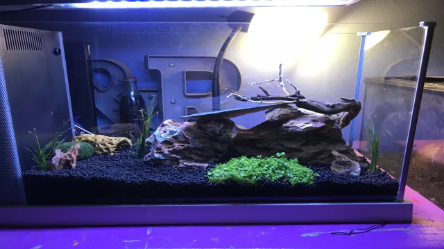 How to Set Up a 5g Freshwater Shrimp Aquarium: Tips and Tricks