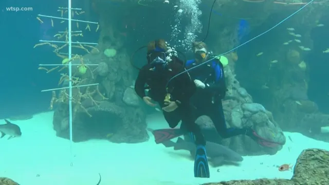 how to a 100000 thousand gallon aquarium