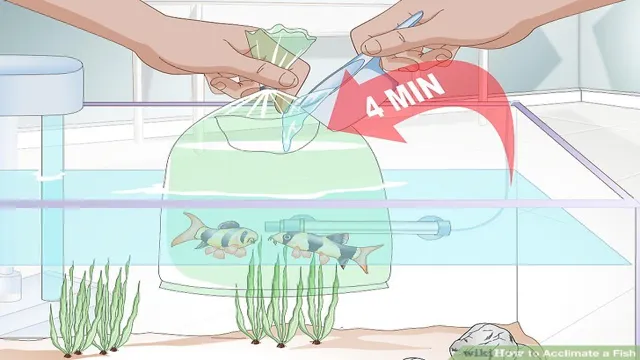 How to Acclimate a Cleaner Fish to Aquarium: Step-by-Step Guide