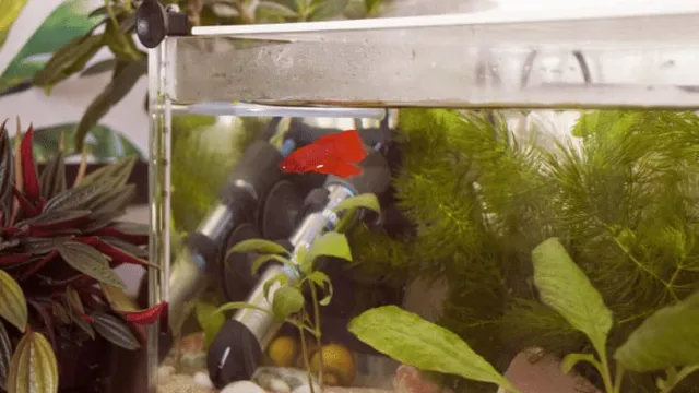 how to acclimate aquarium fish