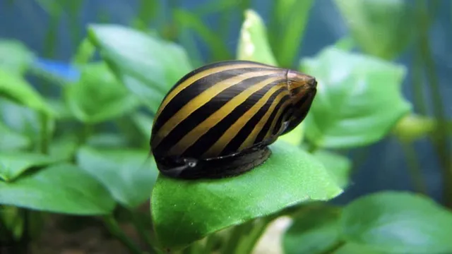 how to acclimate aquarium snails