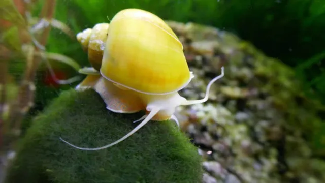 How to Acclimate Aquarium Snails: A Step-by-Step Guide for Beginners