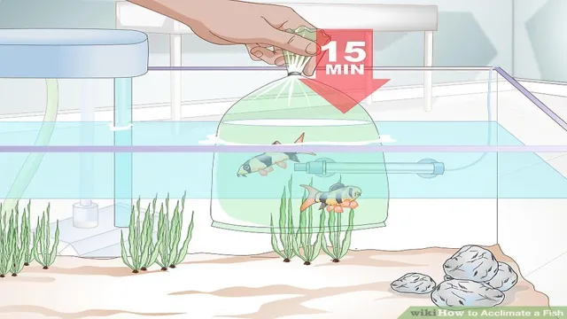how to acclimate fish to aquarium